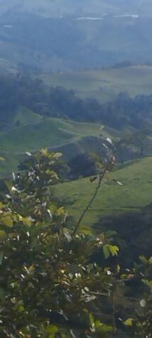 Finca Ganadera LecheRA  en Venta  entre San Ramón y Zarcero in San Ramón, Alajuela — ₡ 250 000 000