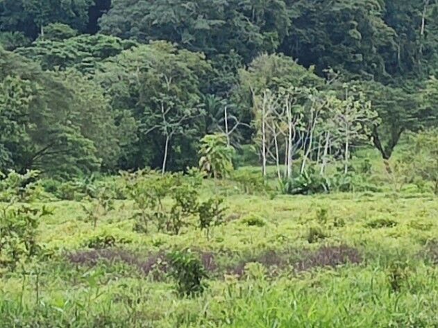 SE VENDE ESPECTACULAR FINCA EN QUEPOS, PUNTARENAS.  en Quepos, Puntarenas — $250,000