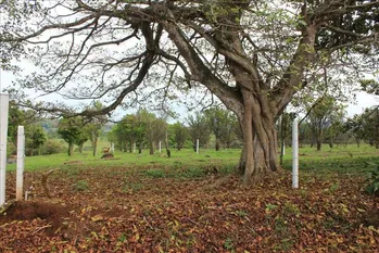 SANTA EULALIA, venta de dos lotes contiguos. Atenas