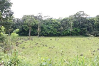 Se vende amplia propiedad de 219 hectáreas en Guápiles de Limón 23-908 en Guápiles, Pococí, Limón — $5,300,000 - Foto 4 de 15
