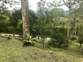 MLS-25-1078 VENTA FINCA LA ISABEL TURRIALBA en La Isabel, Turrialba, Cartago — 90 000 000 ₡ - Foto 4 de 7