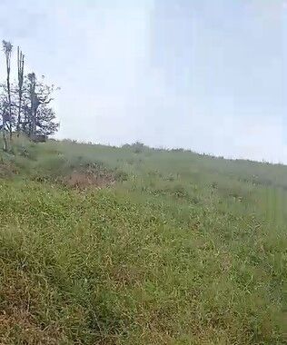 DE OPORTUNIDAD ÚTIL FINCA EN SAN RAMÓN, ALAJUELA.  in Volio, San Ramón, Alajuela — ₡ 286 000 000