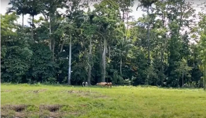 Venta de terreno en Westfalia, Limón en Matama, Limón — $2,000,000 - Foto 2 de 63
