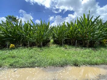 Finca en Venta Rita, Pococí, Limón