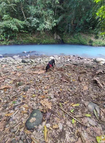 Río Celeste, Guatuso, Provincia de Alajuela, 21502, CRI en Buenavista, Guatuso, Alajuela — ₡ 264 000 000