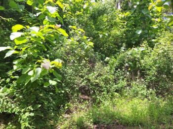 LOTE EN VENTA EN TURRUBARES SAN JOSE in San Pablo, Turrubares, San José — $85,000 - Photo 4 of 8