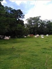 Farm For Sale Pocosol, San Carlos, Alajuela