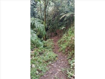 VENTA DE LOTE, ALAJUELA, OROTINA, COYOLAR en Coyolar, Orotina, Alajuela — 185 000 000 ₡ - Foto 4 de 14