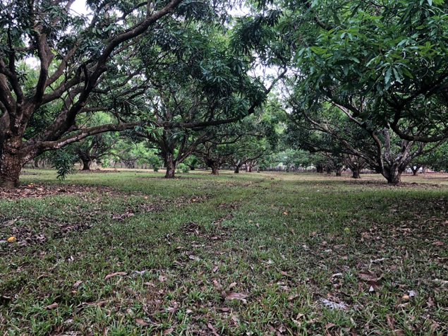 Terreno comercial 2 Ha frente a la Ruta 27 Coyolar en Coyolar, Orotina, Alajuela — $965,000 - Foto 3 de 6