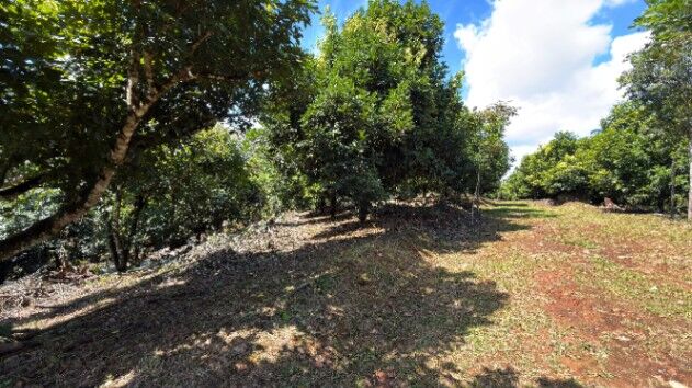 FINCA PRODUCTIVA EN VENTA – PUEBLO NUEVO DE CAJÓN, PÉREZ ZELEDÓN en Cajón, Pérez Zeledón, San José — $240,000
