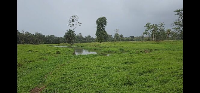 🌿 Finca de 42 hectáreas en Pococí – Naturaleza y potencial turístico en un solo lugar en Rita, Pococí, Limón — ₡ 250 000 000
