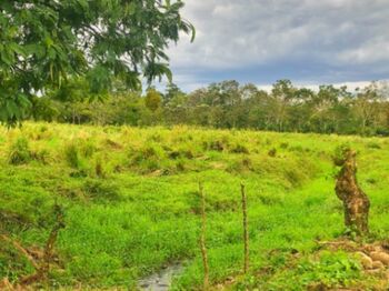 Terreno de 31000 m2 en el Molino de Florencia, todos los servicios en Florencia, San Carlos, Alajuela — 50 000 000 ₡ - Foto 5 de 7