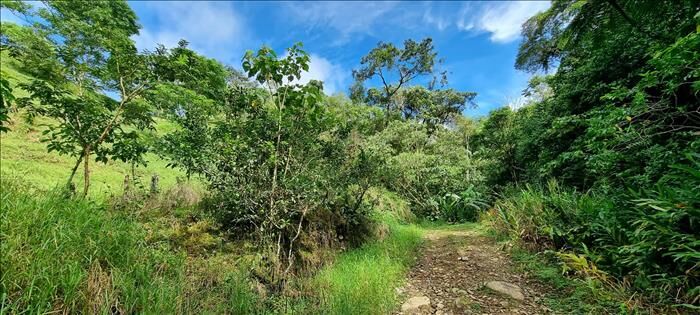 FINCA EN VENTA EN CEDRAL, SAN JOSE. 130 HECTÁREAS in Cajón, Pérez Zeledón, San José — $1,300,000