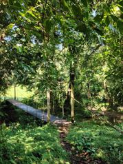 SE VENDE FINCA EN HORQUETAS DE SARAPIQUÍ en Las Horquetas, Sarapiquí, Heredia — 150 000 000 ₡ - Foto 3 de 6
