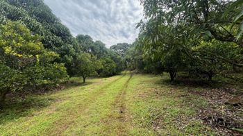 Parcela de 1.000m2 con arboles frutales ideal para futura vivienda. en Atenas, Alajuela — $90,000 - Foto 5 de 11