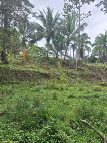 Gran oportunidad – Lote con árboles frutales en Liverpool en Limón — ₡ 15 000 000