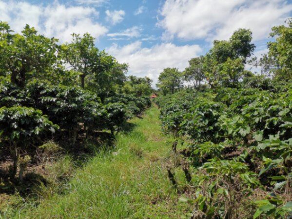 Se vende finca en SANTO DOMINGO DE HEREDIA en Santo Domingo, Heredia — $1,000,000