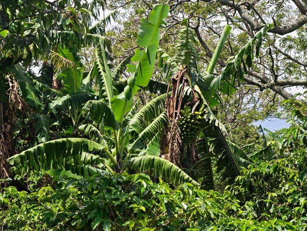 VENTA FINCA DE CAFETO 7.449M2 EN SAN RAFAEL DE HEREDIA in San Rafael, Heredia — ₡ 140 000 000