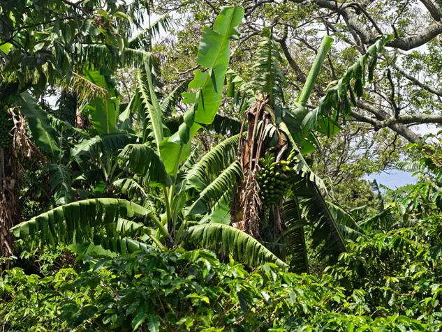 COFFEE FARM FOR SALE, 7,449 M² IN SAN RAFAEL DE HEREDIA in San Rafael, Heredia — ₡ 140 000 000 - Photo 2 of 2