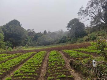 Venta de Hermoso Terreno Agrícola en Santa María, Dota / JB OFC Mls. 25-1060 en Santa María, Dota, San José — $710,000 - Foto 5 de 7