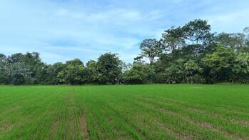 SE VENDE FINCA PLANA FRENTE A CARRETERA COSTANERA IDEAL PARA DESARROLLO INMOBILIARIO O TURISTICO en Savegre, Quepos, Puntarenas — $1,100,000 - Foto 5 de 10