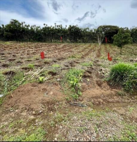 Lotes en venta Sabanilla de Alajuela Financiados 21 000 000 sin intereses / Contado Negociable  en Sabanilla, Alajuela — ₡ 21 000 000