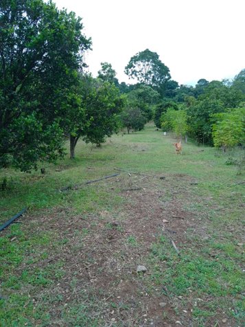 ​Exclusividad y Naturaleza: Terreno de 4,216 m² en Atenas en Atenas, Alajuela — ₡ 75 000 000 - Foto 2 de 11