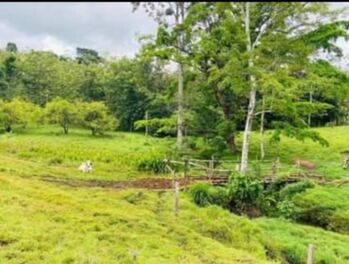 Venta de Finca  en Katira, Guatuso, Alajuela — 75 000 000 ₡ - Foto 4 de 7