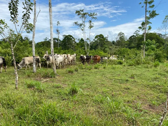 Venta Finca Productiva 96 Ha con Río y Nacientes Cutris San Carlos en Cutris, San Carlos, Alajuela — $1,275,000