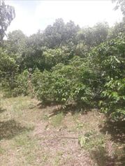 Finca en Venta Corralillo, Cartago, Cartago