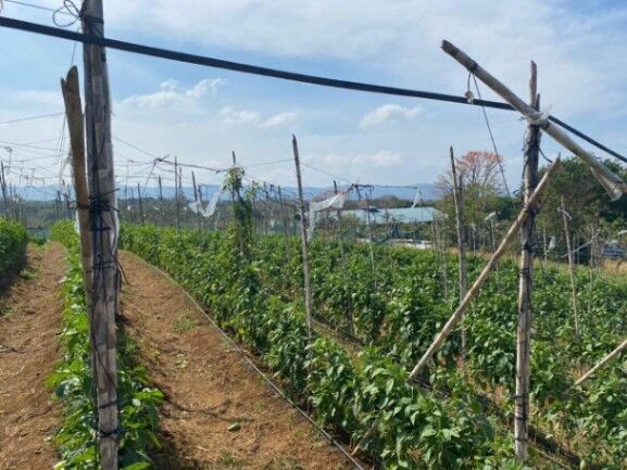 Se vende lote de 2.5 hectáreas para inversión en Guácima Alajuela 25-1010 in Guácima, Alajuela — $1,950,000