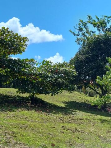 Venta ! Linto terreno cerca de Fortuna de San Carlos en Santa Isabel, Río Cuarto, Alajuela — ₡ 2 500 000