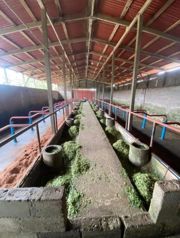 SE VENDE BELLA Y ÚTIL FINCA LECHERA EN SAN RAMÓN DE ALAJUELA. en Ángeles, San Ramón, Alajuela — 750 000 000 ₡ - Foto 4 de 9
