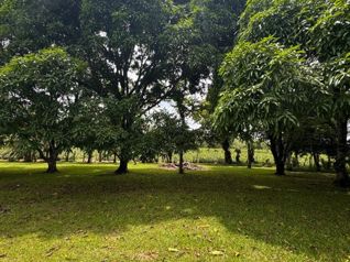 Quinta privada a minutos de Muelle, San Carlos! 🌿 en Cutris, San Carlos, Alajuela — 82 000 000 ₡ - Foto 3 de 13