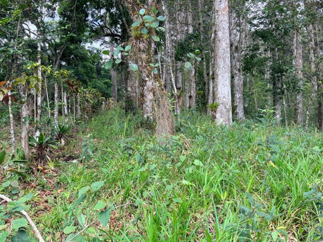 Venta de finca en Cartago, Lourdes, 5 ha, con madera in Aguacaliente, Cartago — ₡ 300 000 000 - Photo 3 of 17