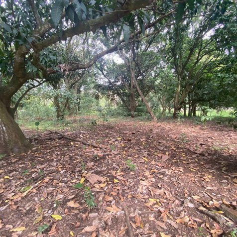 VENTA DE LOTE,  USO MIXTO, ALAJUELA, OROTINA, HACIENDA VIEJA in Hacienda Vieja, Orotina, Alajuela — $275,000