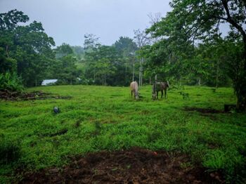 Lote en Santa Rosa de Pocosol en Pocosol, San Carlos, Alajuela — 56 000 000 ₡ - Foto 5 de 6