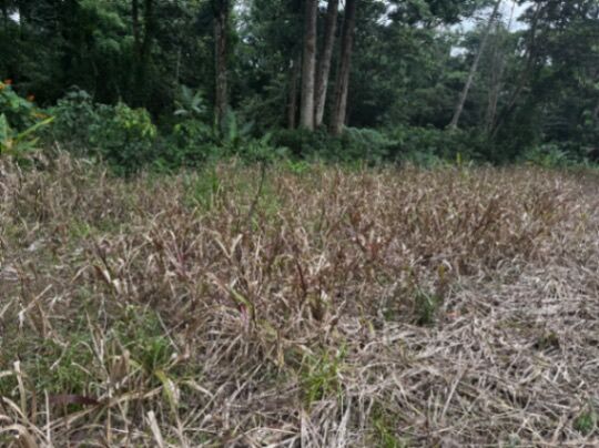 Oportunidad única: lote amplio en zona de alta plusvalía  en Guápiles, Pococí, Limón — ₡ 60 000 000