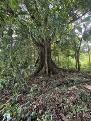 Venta / Lote de ensueño en San Carlos en La Tigra, San Carlos, Alajuela — 63 000 000 ₡ - Foto 2 de 13