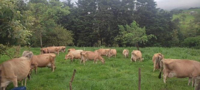 Finca Lechera en venta en Zarcero.  en Zarcero, Alajuela — ₡ 500 000 000