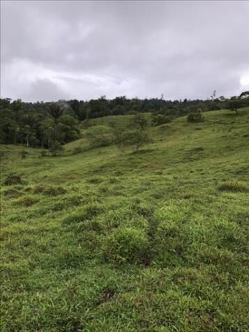 SE VENDE PRECIOSA Y ÚTIL FINCA EN SIQUIRRES.  in Pacuarito, Siquirres, Limón — $775,000