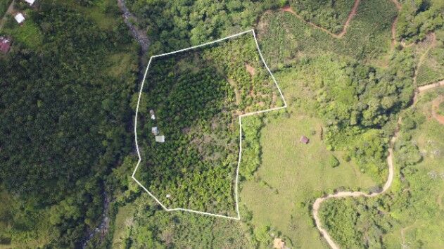 FINCA PRODUCTIVA DE MAMÓN CHINO EN VENTA – SAN PEDRO DE SANTIAGO, PÉREZ ZELEDÓN in San Pedro, Pérez Zeledón, San José — $300,000