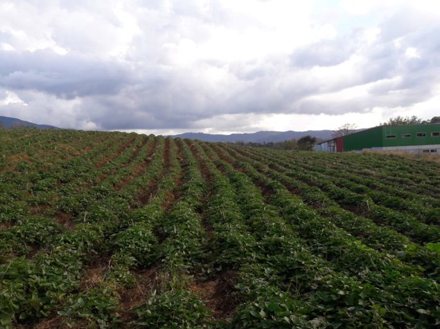 TERRENO INDUSTRIAL Y DE USO MIXTO EN LA GUÁCIMA, ALAJUELA in Guácima, Alajuela — $5,705,400