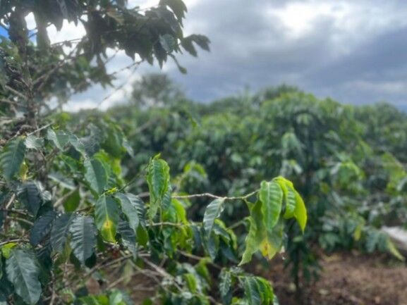 Se vende finca de 4,7 Hectáreas en Desamparados Alajuela 23-1784 en Desamparados, Alajuela — $2,000,000
