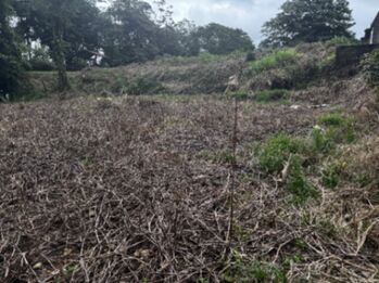 Oportunidad única: lote amplio en zona de alta plusvalía  en Guápiles, Pococí, Limón — 60 000 000 ₡ - Foto 5 de 13