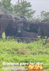 VENTA DE FINCA GANADERA, CARTAGO, TURRIALBA en Tres Equis, Turrialba, Cartago — $4,500,000 - Foto 5 de 19