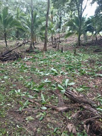 OCEANFRONT LOT AT CARIBBEAN COAST IN LIMON , COSTA RICA ! en Limón — $3,555,902 - Foto 2 de 13