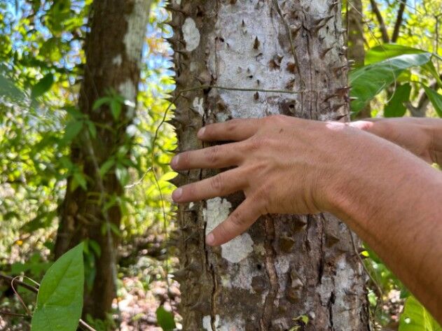 Finca de uso forestal en Acosta, Zoncuano en Sabanillas, Acosta, San José — ₡ 45 000 000