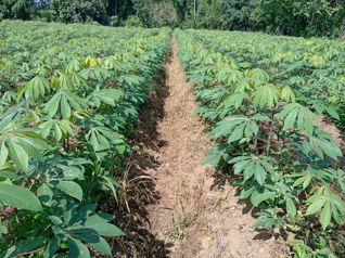 FINCA EN VENTA en Guápiles, Pococí, Limón — 50 000 000 ₡ - Foto 2 de 3
