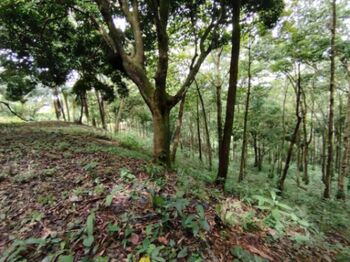 PROPIEDAD DE 3,520 M² EN VENTA – NATURALEZA, FAUNA Y SERVICIOS DISPONIBLES en Savegre, Quepos, Puntarenas — $116,160 - Foto 5 de 10